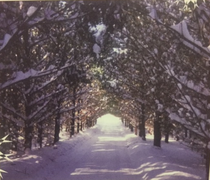 christmas tree lining the driveway to our christmas tree farm